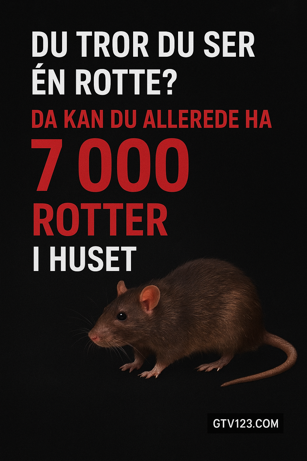 Rotte i kjeller eller urbant miljø